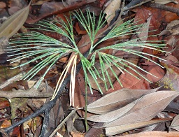 Grass Fern (Schizaea dichotoma) photo